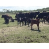 Image 1 : Hines Ranching Co. Ltd. - 525# November Delivery Steer Calves - 210 Head (Marwayne, AB)