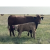 Image 10 : Greg & Melissa Kelts - 640# October Delivery Steer Calves - 60 Head (Consort, AB)