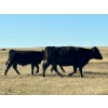 Image 18 : TNT Cattle Co. Ltd. - 500# October Delivery Steer Calves - 95 Head (Manyberries, AB)