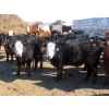 Image 3 : Little Rainbow Ranch - 775# March Delivery Steers - 156 Head (Moosomin, SK)