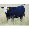 Image 2 : Cody Plumb - 640# Steer Calves - 35 Head (Enchant, AB)