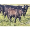 Image 10 : Gordon, Amanda & Chance Whittemore - 780# October Delivery Steer Calves - 75 Head (Elnora, AB)
