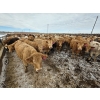Image 5 : Cattlewood Farms Ltd. - 845# March Delivery Heifers - 76 Head (Vauxhall, AB)