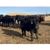 Image 6 : Babcock Livestock - 730# February Delivery Steers - 125 Head (Consort, AB)