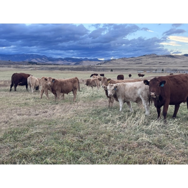 Einar & Judy & Logan & Emily Nelson - 630# October Delivery Steer Calves - 100 Head (Maycroft, AB)