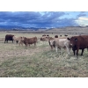 Image 1 : Einar & Judy & Logan & Emily Nelson - 630# October Delivery Steer Calves - 100 Head (Maycroft, AB)