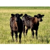 Image 3 : Bruce & Heather Clayton - 600# December Delivery Steer Calves - 100 Head (Strathmore, AB)