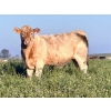 Image 6 : Darcy, Colton & Blake Reinhardt - 700# October Delivery Steer Calves - 88 Head (Nightingale, AB)