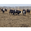 Image 4 : Bircham Ranch - 860# April/May Delivery Steers - 72 Head (Piapot, SK)