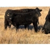 Image 2 : Rod Williams - 620# December Delivery Steer Calves - 94 Head (Crane Valley, SK)