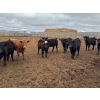 Image 2 : Kelsey Porter Inc. - 740# May Delivery Heifers - 80 Head (Burdett, AB)