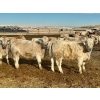 Image 7 : Stahlville Colony - 960# January Delivery Heifers - 81 Head (Rockyford, AB)