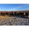 Image 6 : Cattlewood Farms Ltd. - 750# February Delivery Heifers - 166 Head (Vauxhall, AB)