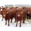 Image 4 : RBD Ranch - 950# February Delivery Steers - 62 Head (Milestone, SK)