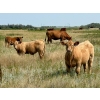 Image 14 : Kokay Farms Ltd. - 685# November Delivery Steer Calves - 120 Head (Rosemary, AB)