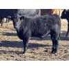 Image 6 : Lance & Lisa Howg - 760# October Delivery Steer Calves - 80 Head (Enchant, AB)