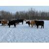 Image 8 : Steven Bartel - 975# July Delivery Heifers - 63 Head (Carroll, MB)