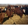 Image 1 : Van Hall Cattle Co. - 1000# April Delivery Steers - 180 Head (Scandia, AB)