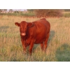 Image 12 : Tanner Grose & Robin Poole - 910# September Delivery Grass Heifers - 68 Head (Moosomin, SK)