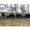 Image 6 : Franklin Cattle Co. - 600# December Delivery Heifer Calves - 200 Head (Marwayne, AB)