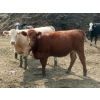 Image 6 : KC Hay & Straw - 985# September Delivery Heifers - 120 Head (Mossbank, SK)