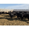 Image 5 : 9 Bar Ranch - 600# February Delivery Heifers - 30 Head (Fincastle, AB) VBP+
