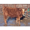 Image 8 : Turtleview Livestock - 750# February Delivery Steers - 81 Head (Goodlands, MB) VBP+