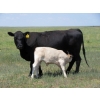 Image 2 : Circus Coulee Cattle - 550# November Delivery Steer Calves - 100 Head (Dorothy, AB) 