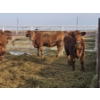 Image 3 : Hale Armstrong - 8 Red Heifers (Pen 413 - 415)
