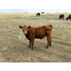 Image 2 : Colter Malloy - 525# November Delivery Heifer Calves - 100 Head (Pollockville, AB)
