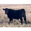 Image 5 : C.R. Fullerton - 725# Oct/Nov Delivery Steer Calves - 86 Head (Lundbreck, AB)