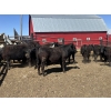 Image 6 : Lake Thelma Farms - 770# May Delivery Heifers - 35 Head (Coronation, AB)