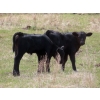 Image 8 : Lamb Cattle Company - 525# October Delivery Steer Calves - 230 Head (Hanley, SK)