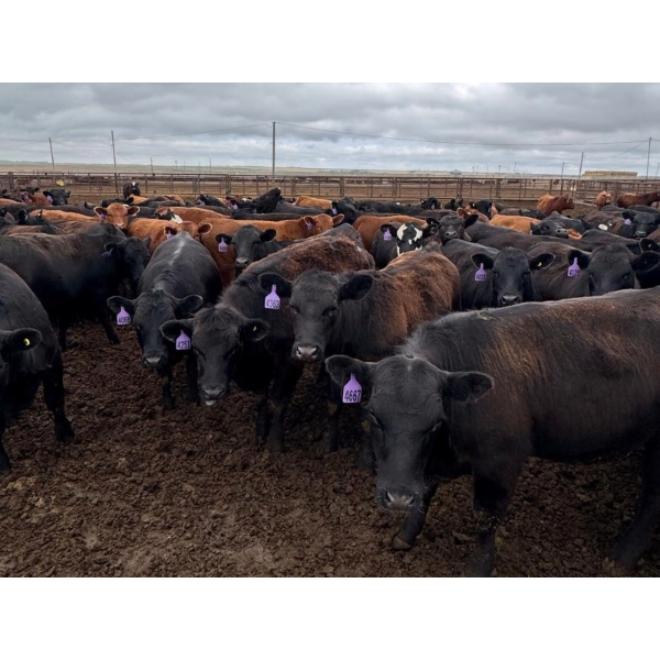 Kelsey Porter Inc. - 835# May Delivery Heifers - 250 Head (Burdett, AB)