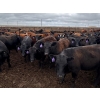 Image 1 : Kelsey Porter Inc. - 835# May Delivery Heifers - 250 Head (Burdett, AB)