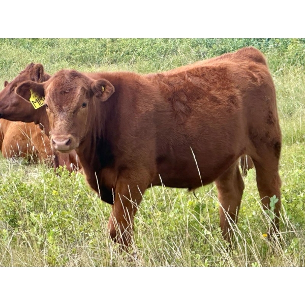 Wilson Grande Coulee Ranch - 650# Sept/Oct Delivery Steer Calves - 52 Head (East Coulee, AB) VBP+