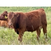 Image 1 : Wilson Grande Coulee Ranch - 650# Sept/Oct Delivery Steer Calves - 52 Head (East Coulee, AB) VBP+
