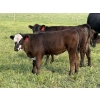 Winchester Cattle Company - 750# November Delivery Steer Calves - 82 Head (Leslieville, AB)