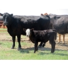 Image 1 : Circus Coulee Cattle - 550# November Delivery Steer Calves - 100 Head (Dorothy, AB)