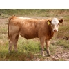 Image 2 : Alvin Sandum Family - 670# Steer Calves - 94 Head (Hussar, AB)