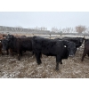 Image 7 : T & S Stock Farms - 947# March Delivery Steers - 60 Head (Scandia, AB)