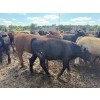 Image 11 : Chipping Hill Cattle Co. - 785# August Delivery Steers - 77 Head (MacGregor, MB)