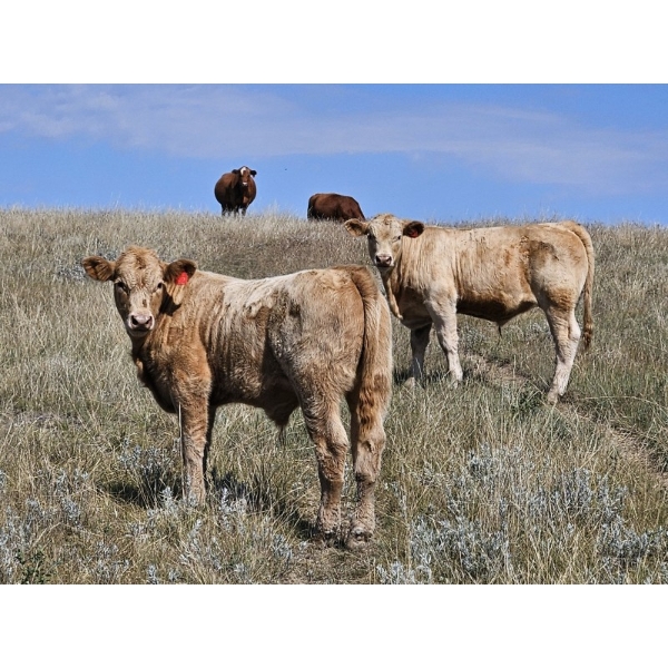 Johnston Ranches - 675# October Delivery Steer Calves - 90 Head (Cereal, AB)