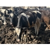Image 2 : Wavy Lake Farming Co. - 635# Holstein Steers - 15 Head (Heisler, AB)