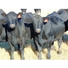 Image 3 : Coal Creek Ranching Ltd. - 850# October Delivery Grass Heifers - 54 Head (Bow City, AB) VBP+