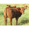 Image 6 : Leonard Lundquist & Andrew Ranching - 650# Steer Calves - 95 Head (Rolling Hills, AB)