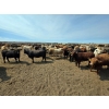 Image 5 : Driland Feeders - 900# June Delivery Heifers - 270 Head (Burdett, AB)