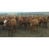 Image 6 : Amber Mountain Farms - 670# July Delivery Heifers - 73 Head (Vauxhall, AB)
