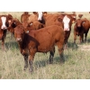 Image 13 : Wadella Ranch - 675# October Steer Calves - 180 Head (Kipling, SK)