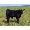 Image 5 : Harley Hutton - 570# October Delivery Steer Calves - 90 Head (Hanna, AB)